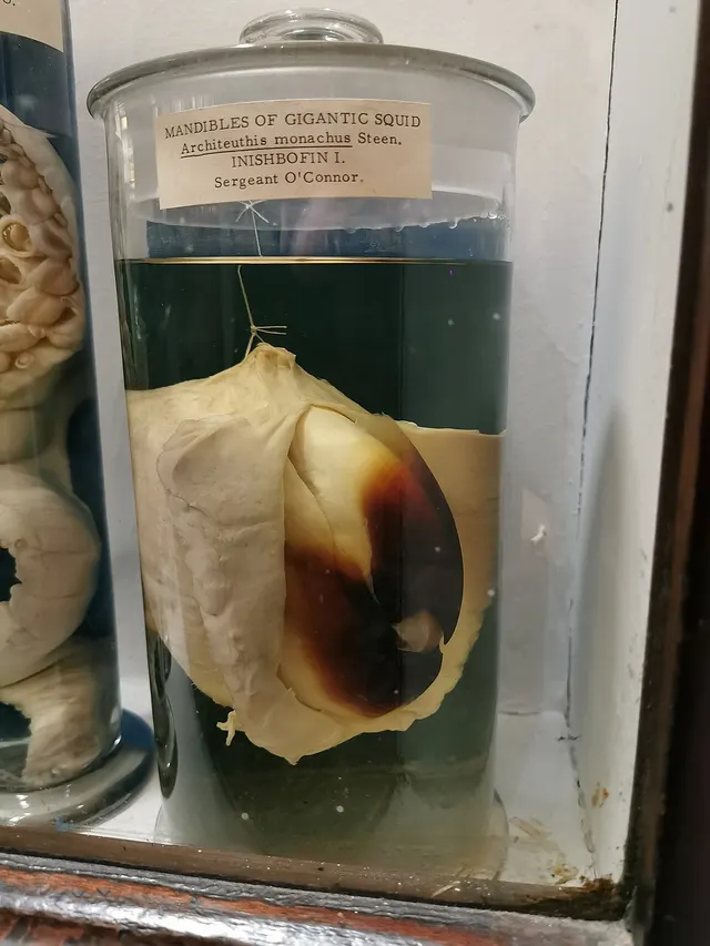 Bec des céphalopodes