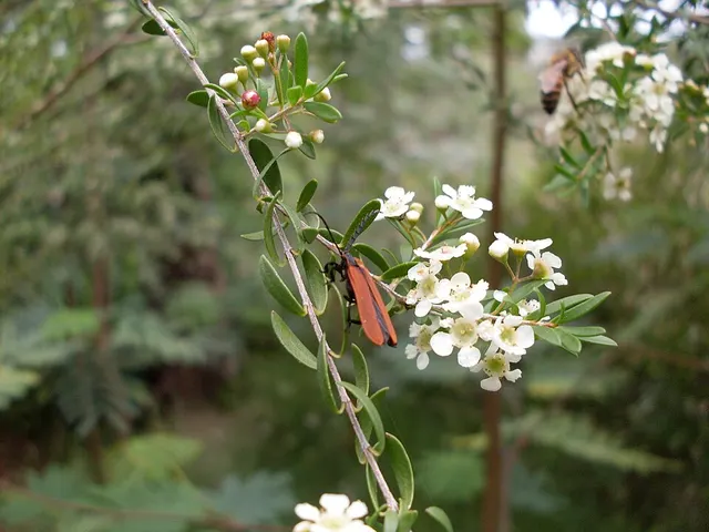 Sannantha pluriflora