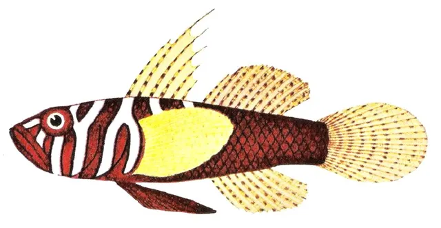Priolepis semidoliata