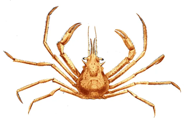 Oregonia gracilis