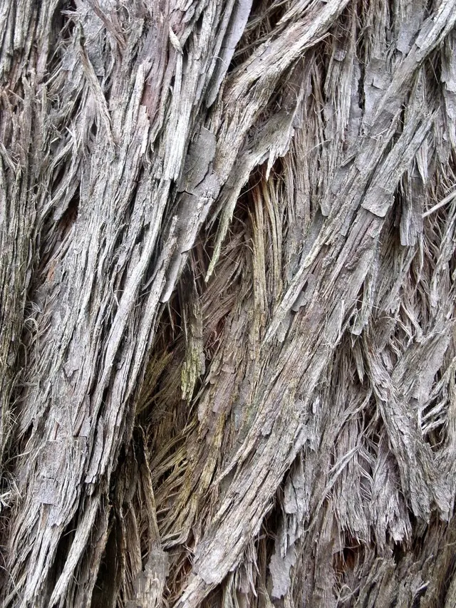 Eucalyptus tenella