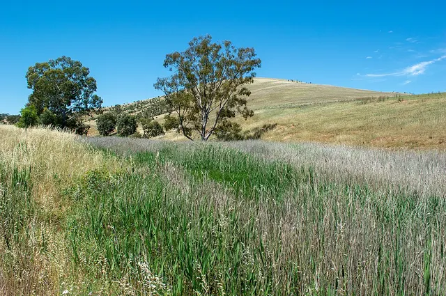Woolshed Flat, South Australia