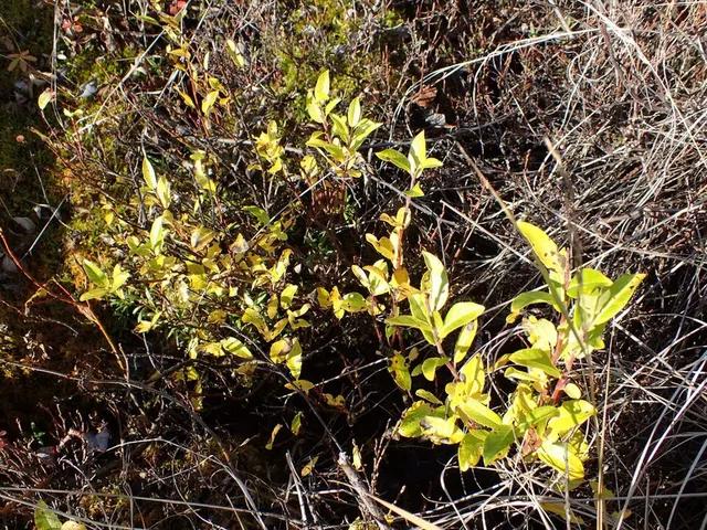 Salix myrtillifolia