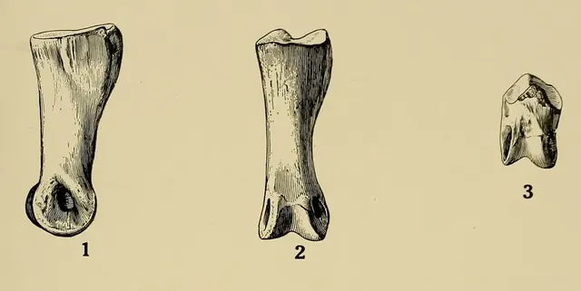 "Dryosaurus" grandis