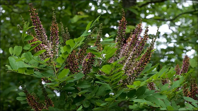 Amorpha ouachitensis