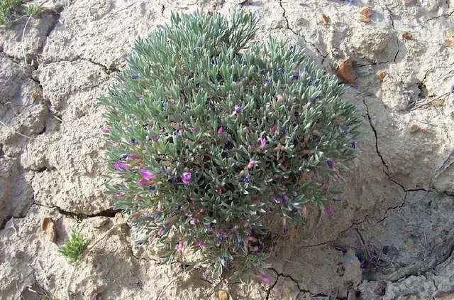 Astragalus barrii