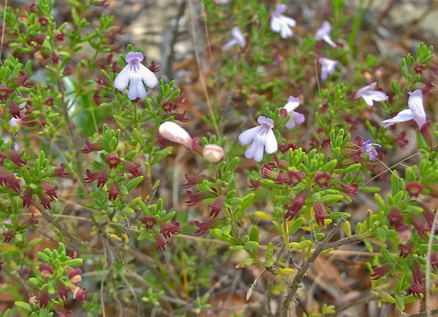 Clinopodium ashei