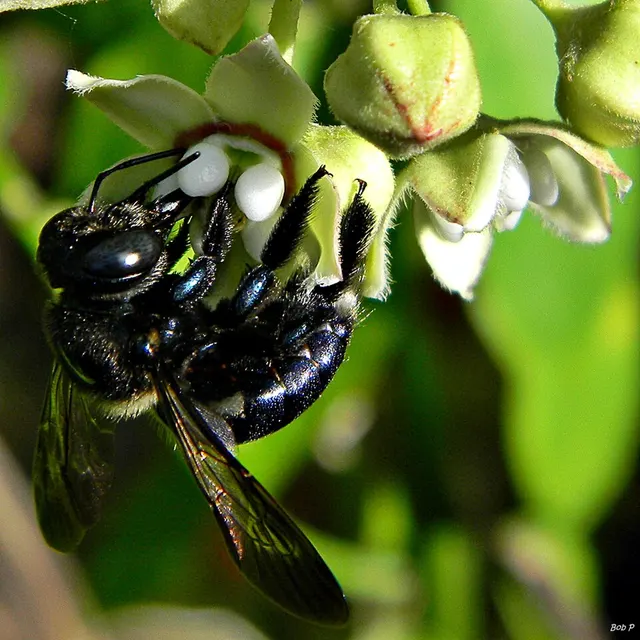 Xylocopes