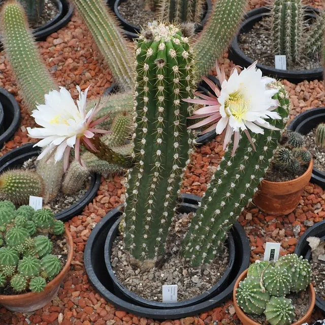 Echinopsis candicans