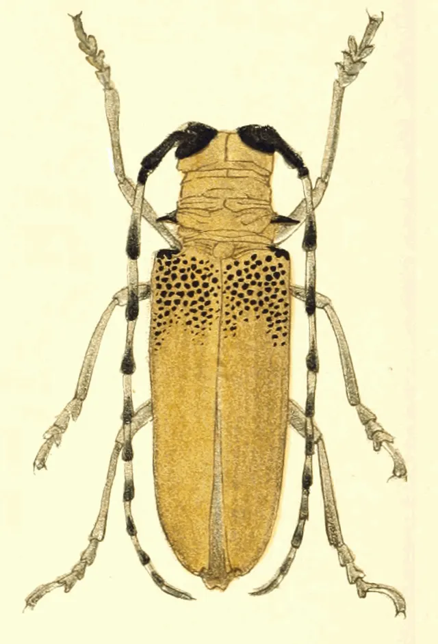 Apriona