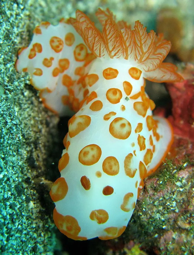 Gymnodoris impudica