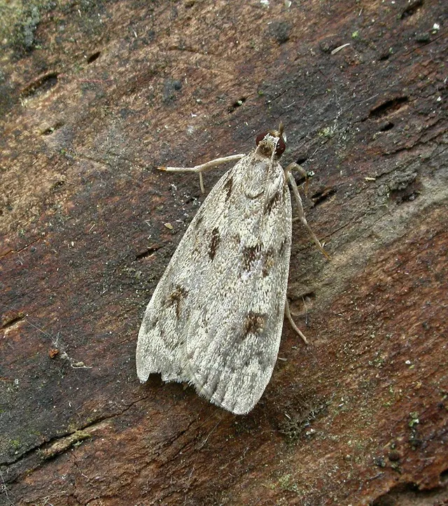 Scoparia ancipitella