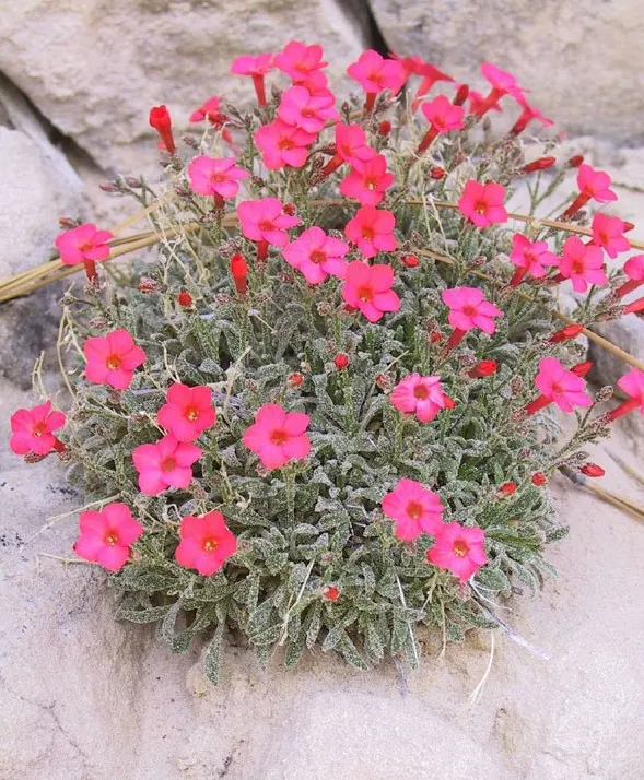 Aliciella caespitosa