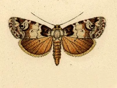 Elaphria basistigma