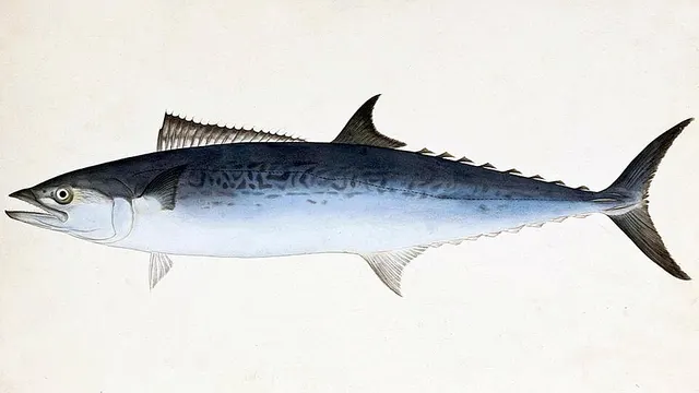 Scomberomorus niphonius