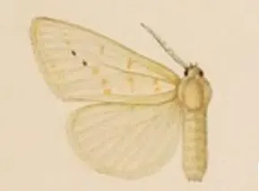 Procanthia nivea