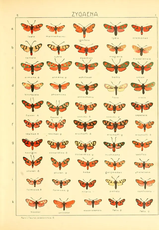 Zygaena ignifera