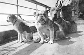 Animals aboard the Titanic