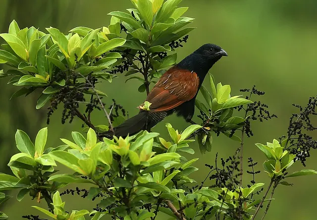 Centropus