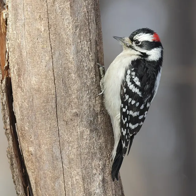 Downy woodpecker