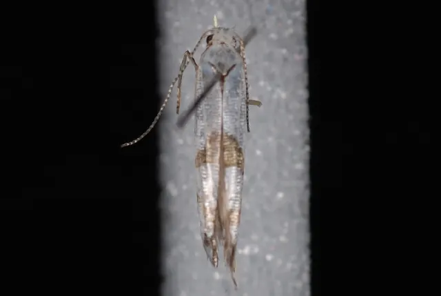 Argyresthia oreasella