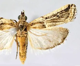 Prorophora binacantha