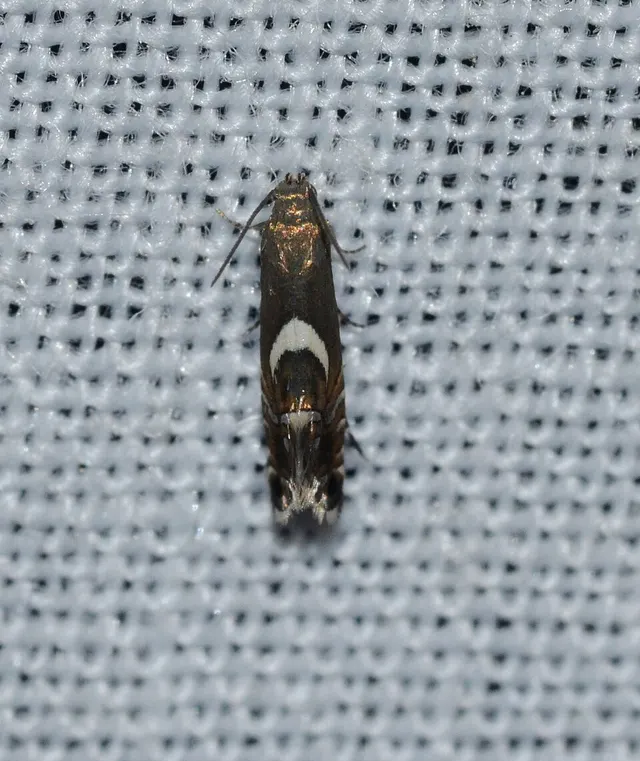 Diploschizia