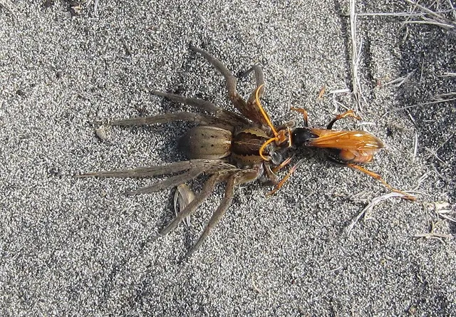 Heterodontonyx australis