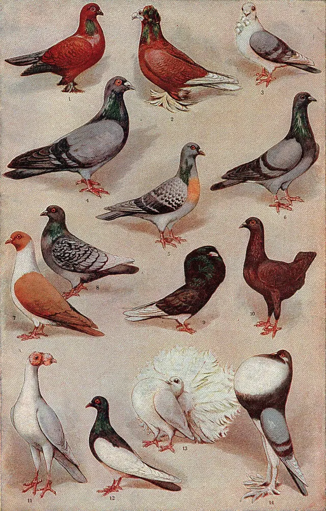 Pigeon domestique
