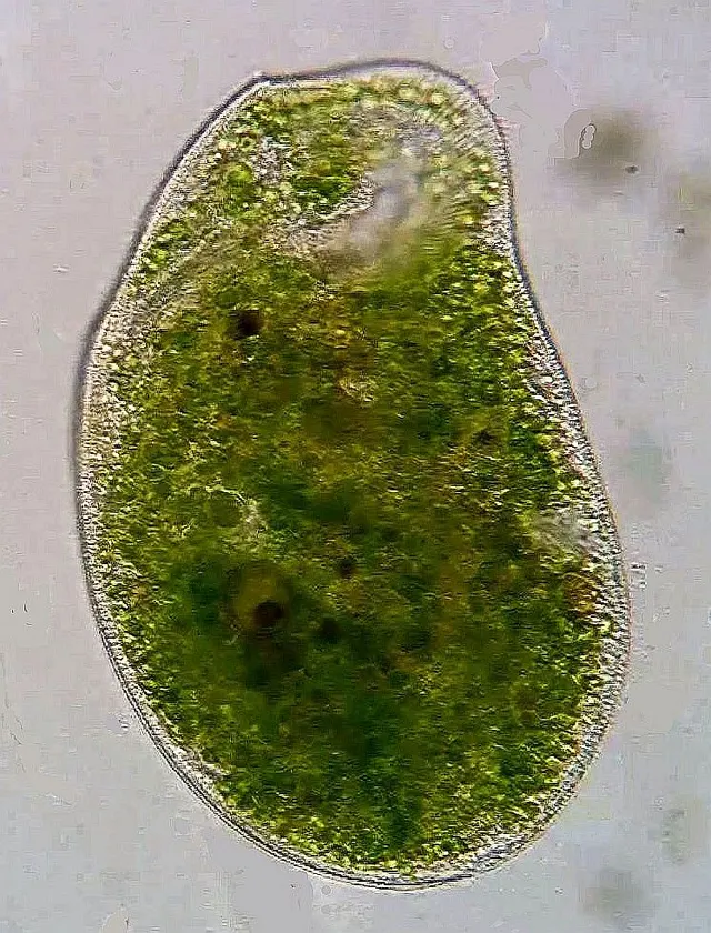 Climacostomum virens