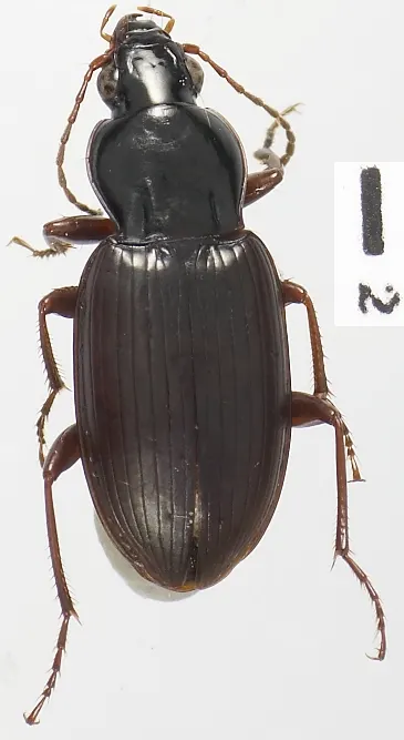 Argutoridius