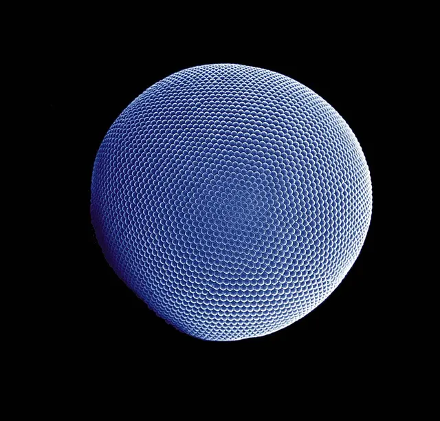 Compound eye