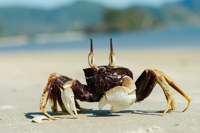 Ghost crab
