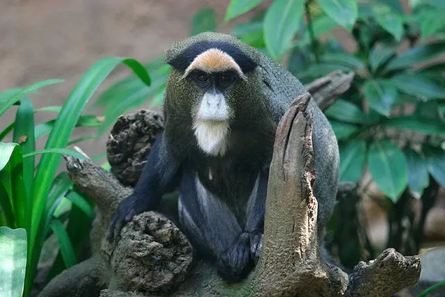 Old World monkey