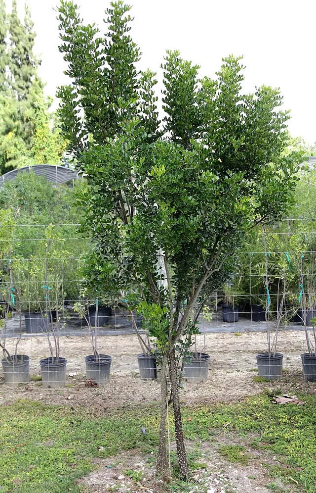 Zanthoxylum spinosum