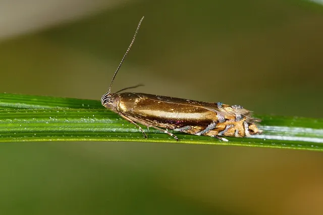 Glyphipterix scintilella