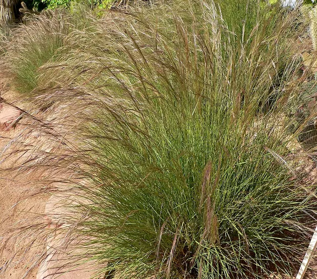Aristida