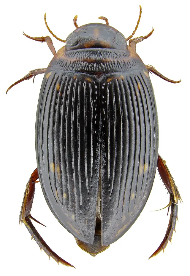 Platynectes