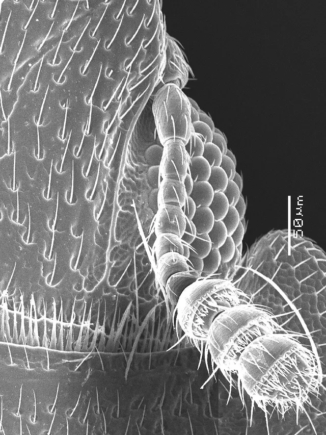 Carinophloeus