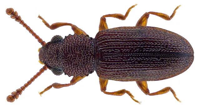 Silvanolomus