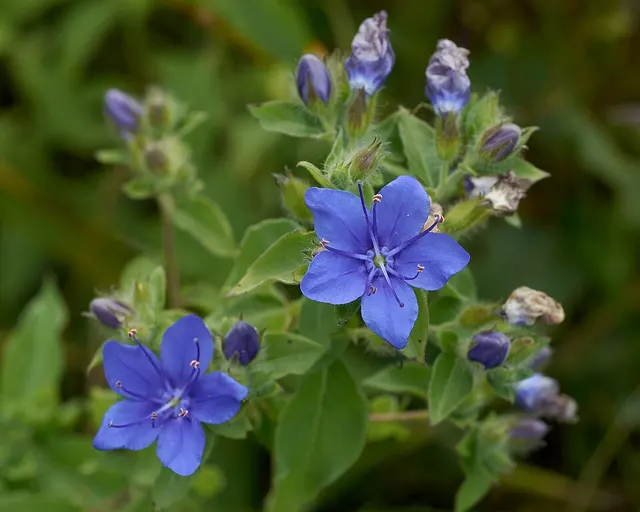 Hydrolea ovata