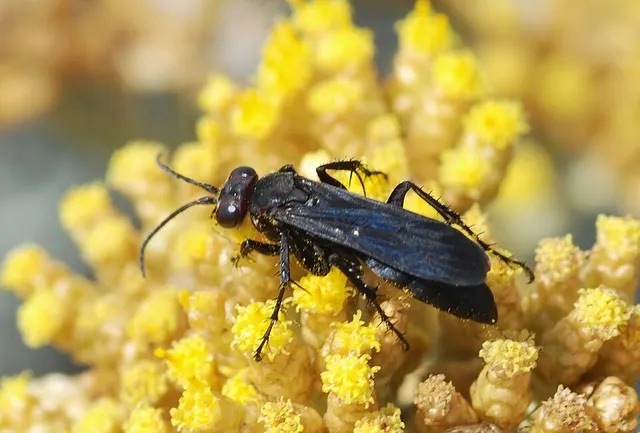 Agenioideus