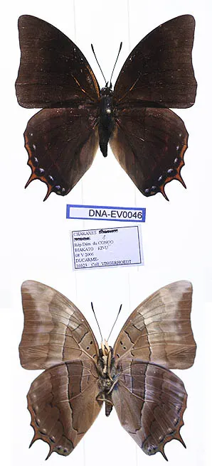 Charaxes opinatus