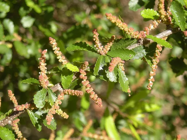 Acalypha eremorum