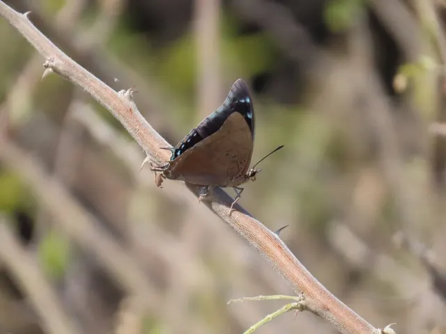 Charaxes brainei