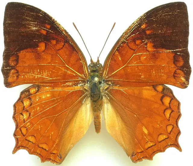 Charaxes pleione