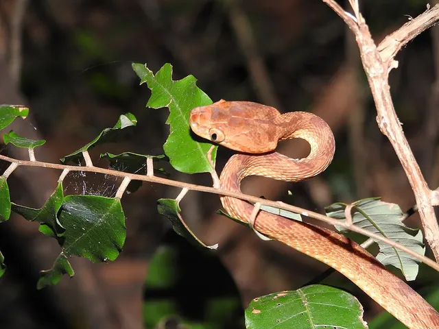 Boiga dightoni