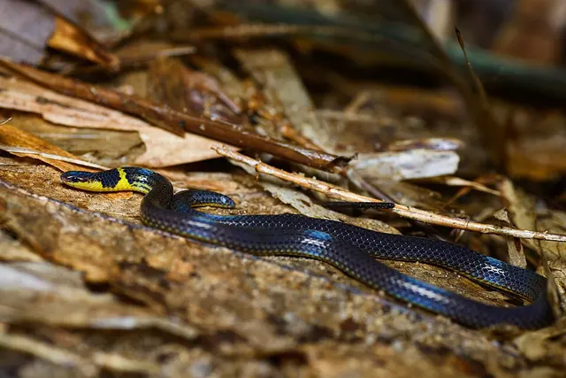 Collared reed snake