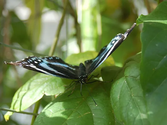 Hypolimnas antevorta