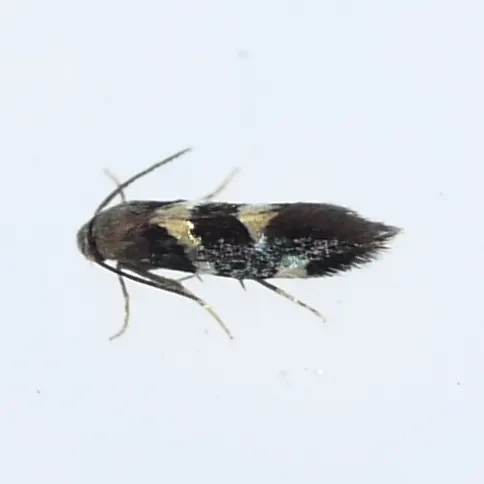 Antispila freemani